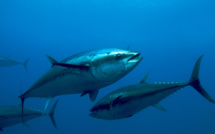 "La pêche excessive du thon est un enjeu aussi bien écologique qu’économique" (J. Petit)