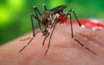 USA: un deuxième foyer autochtone de Zika identifié à Miami