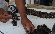 Réforme de la perliculture : ce qui va changer