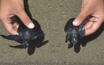 Indonésie: des tortues de mer recouvrent la liberté au large de Sumatra