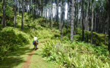Vers une exploitation industrielle privée des massifs domaniaux de Pinus