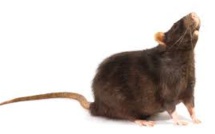 Faits comme des rats? Jakarta offre une récompense par tête de rongeur