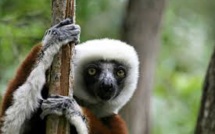 A Madagascar, le difficile sauvetage du lémurien passe par le privé
