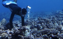 Plus le récif corallien se porte bien, plus il parle !