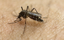 La moitié du continent américain sous la menace de la dengue, du chikungunya et du Zika