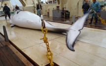 L'avenir des baleines au menu d'une réunion internationale