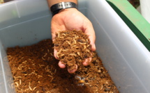 Technival élève des mouches à Paea