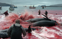 Les pays chasseurs de baleines torpillent une proposition de sanctuaire
