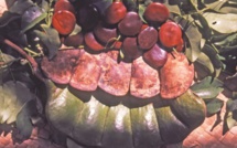 Carnet de voyage - " Ho’upo ”, le haricot géant de Rurutu