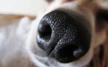 Haute-Vienne: deux chiens s'entraînent à détecter le cancer du sein à l'odorat