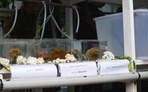 Criobe : deux lauréats en Master et Doctorat Bio-marine récompensés samedi