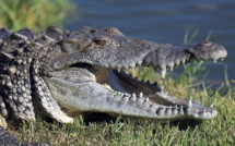Le débat sur la chasse au crocodile géant ressurgit en Australie