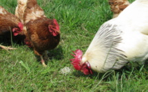 Mieux nourrir les animaux, un plus pour la santé des humains