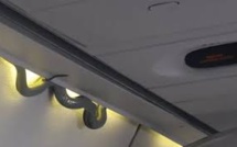 Un serpent parmi les passagers d'un avion de ligne mexicain (VIDEO)
