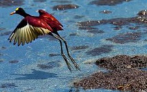 Plus de 200 espèces d'oiseaux à risque d'extinction non répertoriées