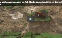 Insolite : trois vaches coincées sur un îlot de terre après le séisme en Nouvelle-Zélande ( VIDEO)