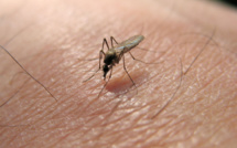 Le virus du Nil occidental pourrait être plus mortel qu'estimé