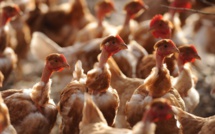 Face au risque "élevé" de grippe aviaire, les éleveurs français sur le qui-vive