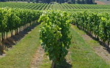 La vigne française obligée de s'adapter aux bouleversements climatiques