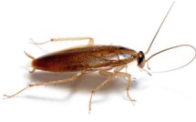 Paris: un enfant meurt intoxiqué par un produit contre les cafards