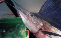 Des quotas dès 2017 pour lutter contre la surpêche de l'espadon de Méditerranée