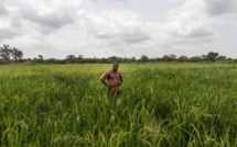 Les rizières "intelligentes" des paysans béninois