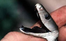 Iles Bijagos en Guinée-Bissau: beaucoup de serpents et trop peu de traitements