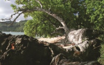 Carnet de voyage - Huahine : Avea, la “plage forêt”