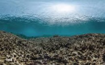 Australie: les coraux meurent plus que jamais dans la Grande barrière de corail