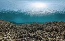 Australie: les coraux meurent plus que jamais dans la Grande barrière de corail