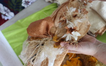 Soie et tapa, le mariage est possible