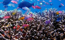 Deux tonnes de coraux et 25.000 poissons tropicaux saisis en Italie