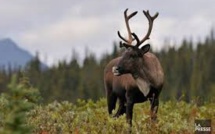 Canada: le caribou et le papillon monarque "en voie de disparition"