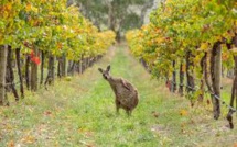 Climat: il y a le feu dans la vigne australienne