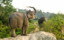 A Sumatra, des éléphants patrouillent en forêt pour sauver leurs cousins sauvages