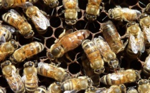 Une étude pour mieux connaître les caractéristiques des miels