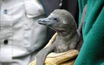 Sept pingouins mystérieusement noyés au zoo de Calgary