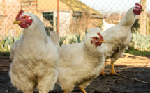 Grippe aviaire: sept foyers confirmés au total dans le Tarn