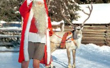Les rennes rabougrissent, victimes du réchauffement climatique