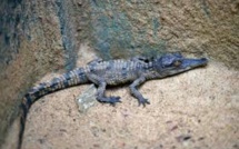 Oscar, bébé crocodile nain du zoo de Mulhouse: un mois et déjà chasseur