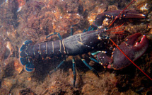 2.000 homards dérobés au Havre, la police lance un appel à témoins