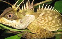 Un serpent arc-en-ciel et un lézard dragon, "nouvelles" espèces de la région du Grand Mékong