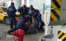 Chasse au cochon sauvage à l'aéroport de Hong Kong