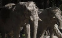 Au Vietnam, une poignée d'éléphants pour sauver l'espèce