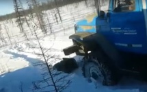 La vidéo d'un ours écrasé volontairement par des camions choque la Russie