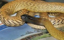 Australie: un septuagénaire décède après avoir été mordu chez lui par un serpent
