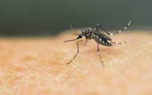 Dengue: Nouméa va appliquer une méthode innovante