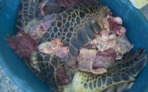 Braconnage de tortue: huit individus interpellés à Bora Bora en flagrant délit