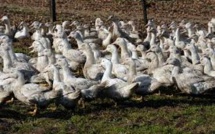 Grippe aviaire: 83 cas recensés dans les élevages du Sud-Ouest, le Gers le plus touché