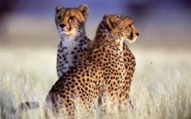 Mobilisation pour sauver les guépards, menacés d'extinction